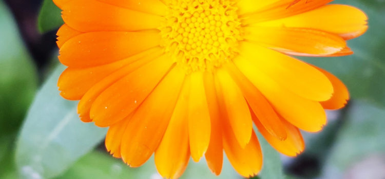 Heilpflanzenporträt Ringelblume