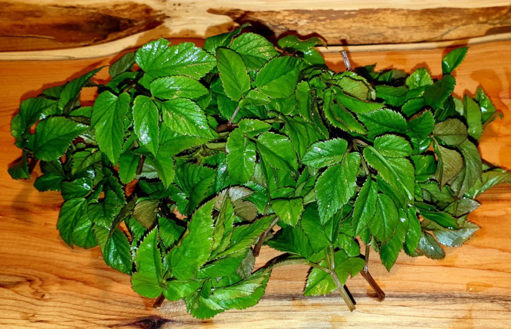 Wildpflanzenporträt Giersch – Kraft der Wildpflanzen Wildpflanzenporträt Giersch – Kraft der Wildpflanzen