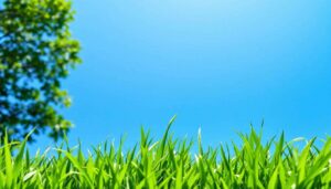 Pelouse dichter und grüner durch ein einziges Naturprodukt ab März – ganz ohne Chemie