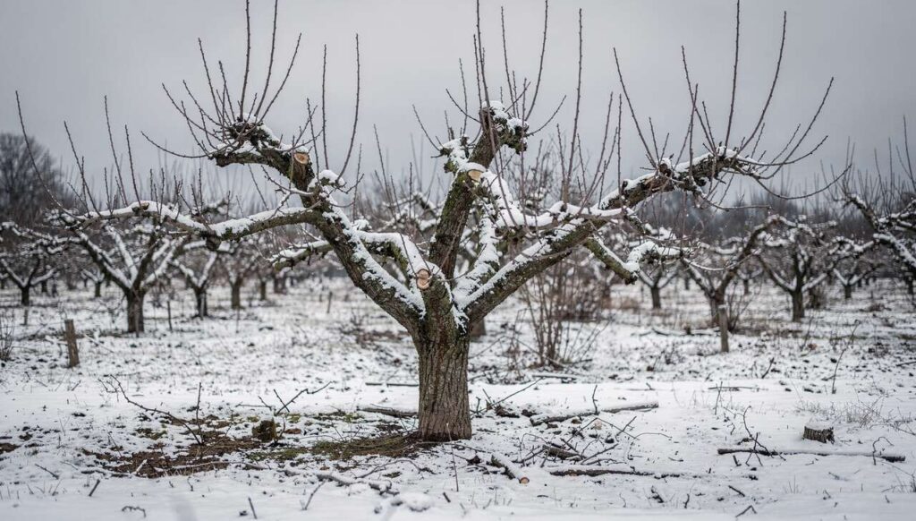 Obstbaum über mehrere Winter falsch geschnitten: Ernten leiden jahrelang darunter