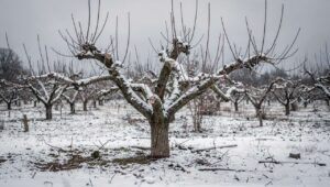 Obstbaum über mehrere Winter falsch geschnitten: Ernten leiden jahrelang darunter