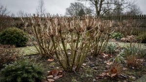 Hortensien falsch im Januar geschnitten: Sie verlieren alle Sommerblüten komplett