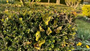 Buchsbaumzünsler 2026: Experten rechnen mit 4 bis 5 Generationen