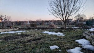 Rasen regeneriert nicht: Warum März zu kalt zum Vertikutieren ist