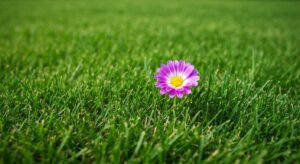 Diese Blume gibt das Startsignal zum Mähen