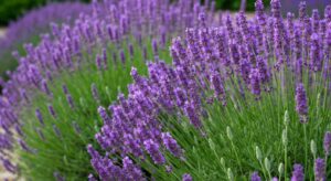 Warum Lavendel im Garten manchmal verkahlt und wie man das verhindert