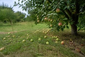 Apfelbaum wirft Ende Juli Früchte ab: Wann Wassermangel dahintersteckt und wann Ausdünnen noch hilft
