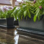 Blumenkästen nach einem Wolkenbruch retten: Warum Wasser im Untersetzer jetzt besonders gefährlich ist