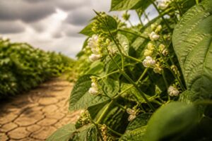 Bohnen blühen, aber bilden keine Hülsen: Was hohe Temperaturen mit der Bestäubung machen