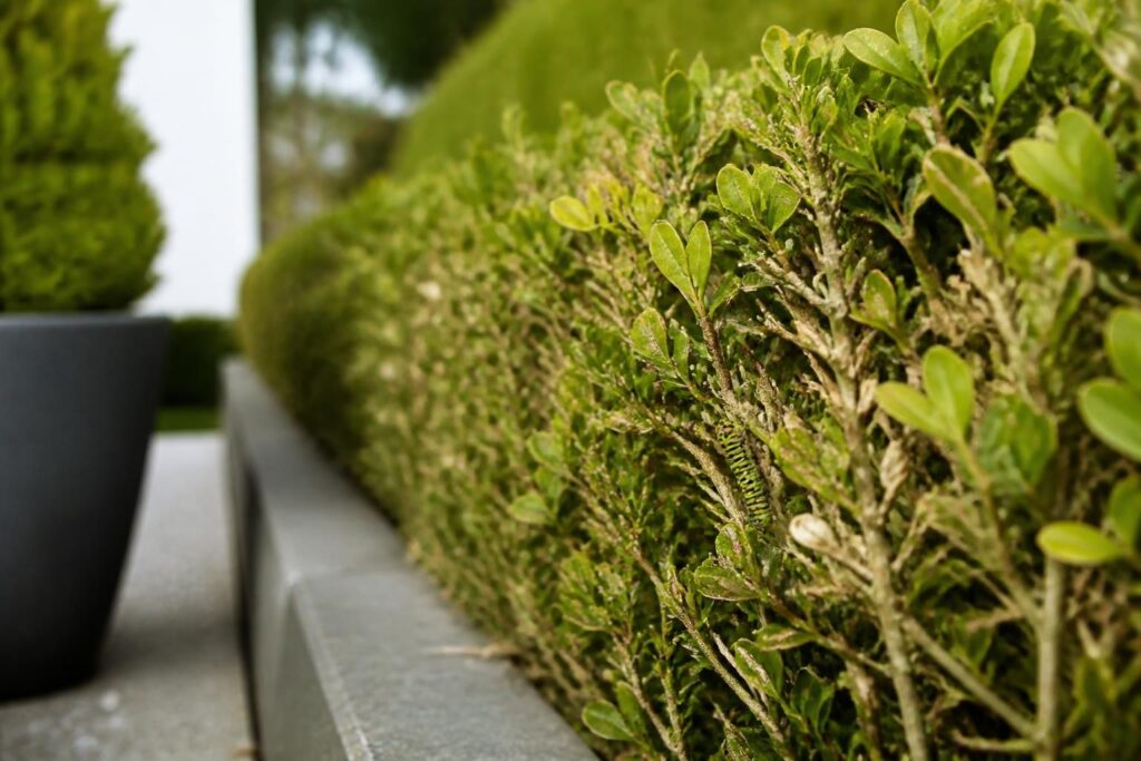 Buchsbaumzünsler im Juli: Dieses frühe Zeichen verrät den Befall, bevor die Hecke kahl gefressen ist