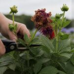 Dahlien blühen nur spärlich: Wo Verblühtes abgeschnitten wird, damit ständig neue Knospen entstehen