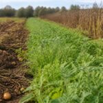 Gründüngung nach Kartoffeln säen: Diese Pflanzen schützen den Boden und unterdrücken neues Unkraut