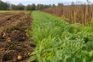 Gründüngung nach Kartoffeln säen: Diese Pflanzen schützen den Boden und unterdrücken neues Unkraut