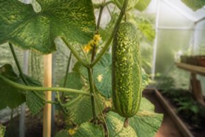 Gurken im Gewächshaus bekommen helle Flecken: Dieses frühe Zeichen deutet oft auf Spinnmilben hin