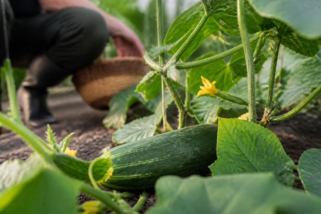 Gurken setzen plötzlich keine neuen Früchte an: Warum eine einzige übersehene Gurke die Ernte bremsen kann