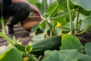 Gurken setzen plötzlich keine neuen Früchte an: Warum eine einzige übersehene Gurke die Ernte bremsen kann