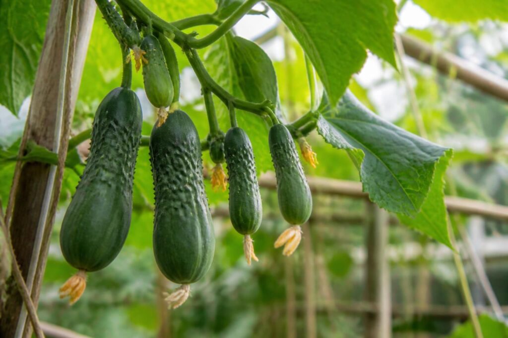 Gurken sind unten dick und oben schmal: Was diese Form über Bestäubung und Wasserversorgung verrät