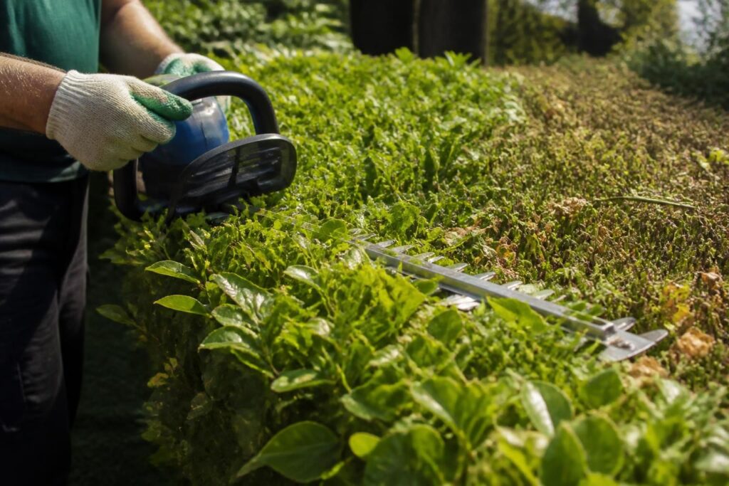 Hecke schneiden im Juli: Was erlaubt ist und warum ein radikaler Rückschnitt jetzt zum Problem werden kann