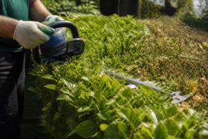 Hecke schneiden im Juli: Was erlaubt ist und warum ein radikaler Rückschnitt jetzt zum Problem werden kann