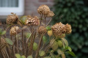 Hortensien bilden kaum neue Blüten: Dieser Schnittfehler aus dem Sommer zeigt sich oft erst im nächsten Jahr
