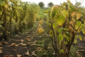 Johannisbeerblätter fallen nach der Ernte ab: Wann das normal ist und wann eine Krankheit dahintersteckt