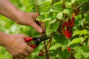 Johannisbeeren schneiden nach der Ernte: Mit diesem Trick bleibt der Strauch jung und ertragreich