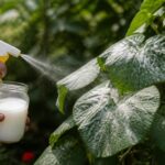 Mehltau breitet sich im Juli rasant aus: Dieses Hausmittel hilft nur, wenn Sie es früh genug anwenden