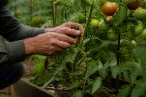 Nach dem Gewitter droht Braunfäule: Mit diesem Handgriff bleiben Tomatenpflanzen im Juli gesund