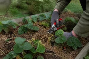 Nach der Erdbeerernte beginnt die wichtigste Pflege: So trägt das Beet im nächsten Jahr deutlich mehr