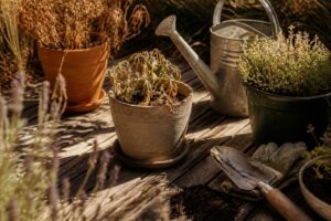 Nach der nächsten Hitzewelle: Mit diesem Drei-Schritte-Plan erholen sich vertrocknete Gartenpflanzen überraschend schnell