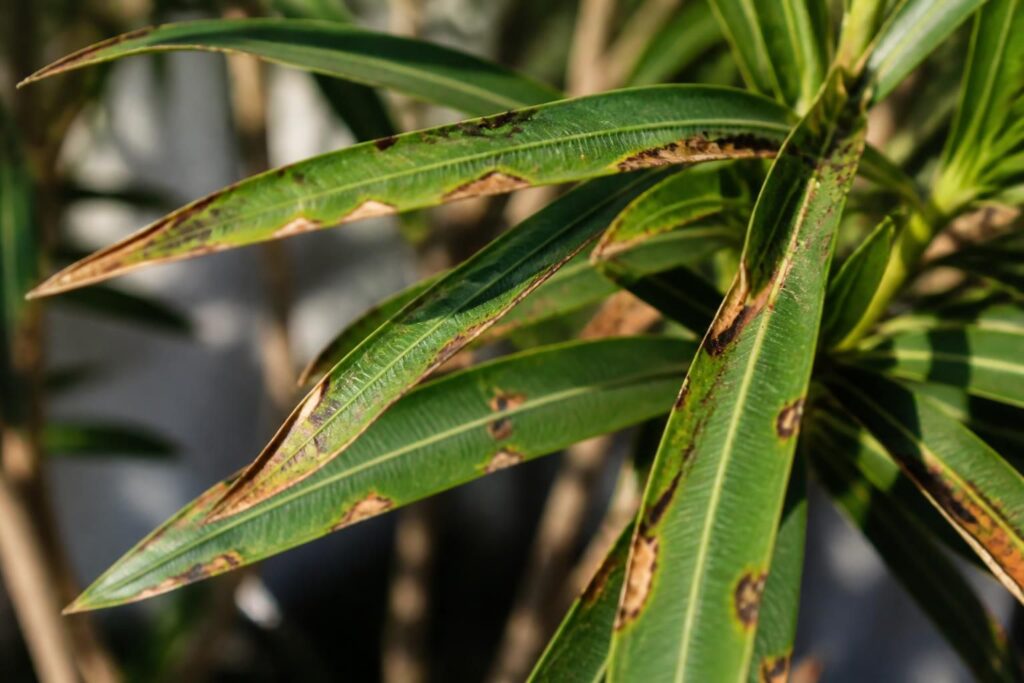 Oleander bekommt braune Risse und schwarze Flecken: Dieses Juli-Symptom sollte niemand mit Sonnenbrand verwechseln