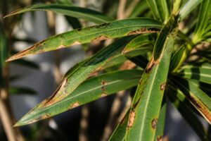 Oleander bekommt braune Risse und schwarze Flecken: Dieses Juli-Symptom sollte niemand mit Sonnenbrand verwechseln