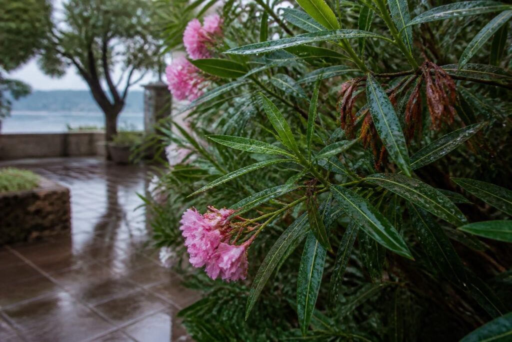 Oleander nach Gewitterregen: Warum dauerhaft nasse Blätter jetzt gefährlicher sind als kurze Trockenheit