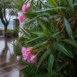 Oleander nach Gewitterregen: Warum dauerhaft nasse Blätter jetzt gefährlicher sind als kurze Trockenheit