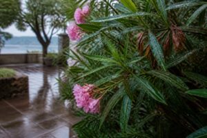 Oleander nach Gewitterregen: Warum dauerhaft nasse Blätter jetzt gefährlicher sind als kurze Trockenheit