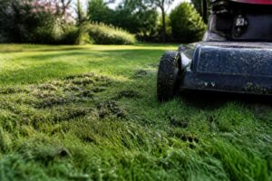 Rasen nach Regen sofort mähen? Warum dieser gut gemeinte Fehler braune Stellen und Pilzbefall fördern kann