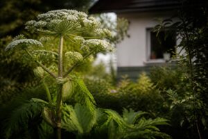 Riesenbärenklau im Garten entdeckt: Warum Berühren gefährlich ist und wie Sie richtig reagieren