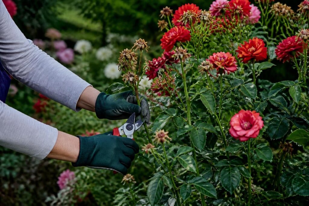 Rosen richtig ausputzen: Wo Sie jetzt schneiden müssen, damit im August neue Blüten erscheinen
