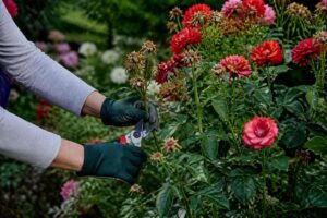 Rosen richtig ausputzen: Wo Sie jetzt schneiden müssen, damit im August neue Blüten erscheinen