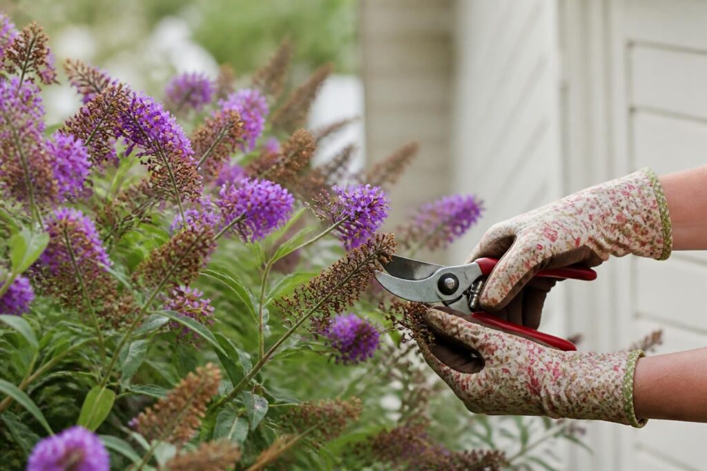 Sommerflieder verblüht: Mit dem richtigen Schnitt kommen bis zum Herbst immer neue Blüten nach