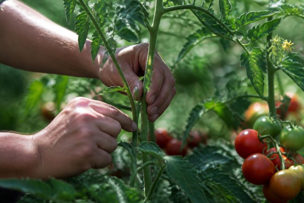 Tomaten ausgeizen oder wachsen lassen? Die klare Juli-Regel für mehr Früchte und weniger Krankheiten
