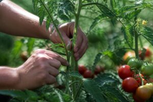 Tomaten ausgeizen oder wachsen lassen? Die klare Juli-Regel für mehr Früchte und weniger Krankheiten