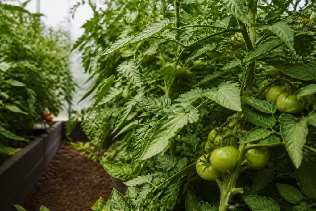 Tomaten düngen im Hochsommer: Warum die falsche Menge zu vielen Blättern und wenigen Früchten führt