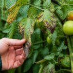 Tomaten nach mehreren Regenschauern kontrollieren: An diesen Blättern beginnt die Braunfäule meist zuerst