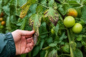 Tomaten nach mehreren Regenschauern kontrollieren: An diesen Blättern beginnt die Braunfäule meist zuerst