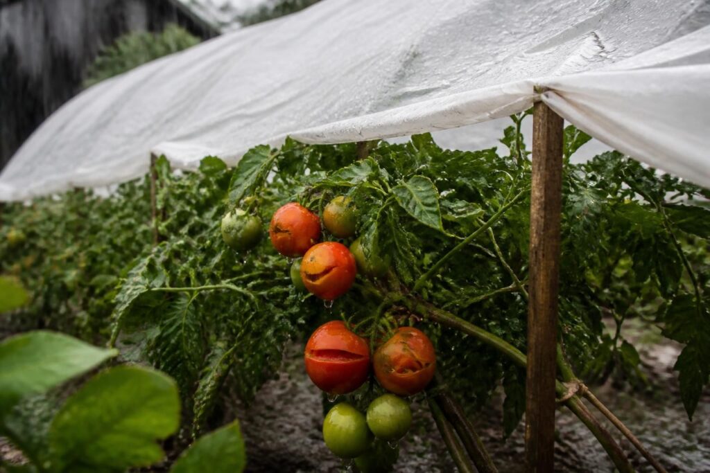 Tomaten vor Hagel schützen: Diese schnelle Lösung kostet fast nichts und verhindert geplatzte Früchte