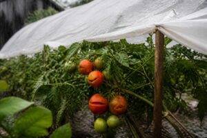 Tomaten vor Hagel schützen: Diese schnelle Lösung kostet fast nichts und verhindert geplatzte Früchte