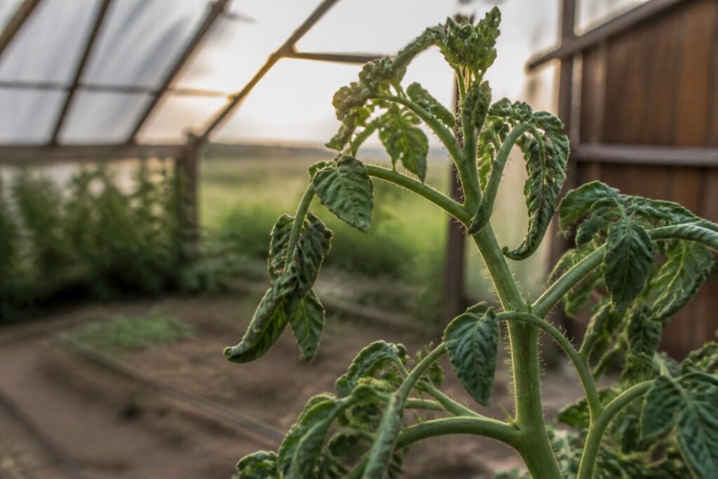 Tomatenblätter rollen sich plötzlich ein: Wann Hitze dahintersteckt und wann Sie sofort handeln sollten