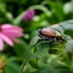 Verdächtiger Käfer im Garten entdeckt: An diesen weißen Haarbüscheln erkennen Sie den Japankäfer