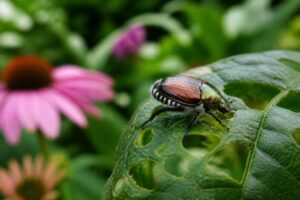 Verdächtiger Käfer im Garten entdeckt: An diesen weißen Haarbüscheln erkennen Sie den Japankäfer